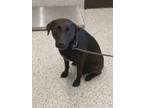 Adopt Loonie a Black Labrador Retriever / Mixed Breed (Medium) / Mixed (short