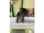 Adopt F24 FL 566 Scout a Brown Tabby Domestic Shorthair / Mixed Breed (Medium) /