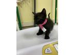 Adopt F24 FL 567 Demi a All Black Domestic Shorthair / Domestic Shorthair /