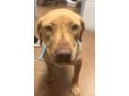 Adopt Goldie a Tan/Yellow/Fawn Mixed Breed (Large) / Mixed dog in Sanford