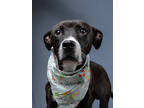Adopt SAGE WINTER a Black American Pit Bull Terrier / Mixed dog in Atlanta