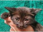 Adopt Lola* a All Black Domestic Shorthair / Domestic Shorthair / Mixed cat in