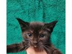 Adopt Burt* a All Black Domestic Shorthair / Domestic Shorthair / Mixed cat in