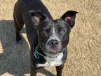 Adopt Betty* a Black Australian Cattle Dog / Mixed dog in Anderson