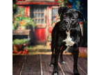 Adopt Samson* a Black Boxer / Mixed dog in Anderson, SC (41385405)