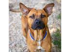 Adopt Nickelback a Black Mouth Cur