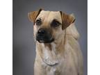 Adopt Buddy a Shepherd (Unknown Type) / Mixed dog in Houston, TX (41460910)