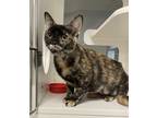Adopt Penelope a Domestic Shorthair / Mixed cat in Topeka, KS (41460900)