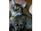 Adopt Nala a Calico or Dilute Calico Domestic Shorthair / Mixed (short coat) cat