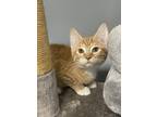 Adopt Jimbob a Domestic Shorthair / Mixed cat in Topeka, KS (41460899)