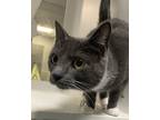 Adopt Zara a Domestic Shorthair / Mixed cat in Topeka, KS (41460896)