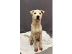 Adopt Tofu a Labrador Retriever / Mixed dog in LAFAYETTE, LA (41460893)