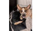 Adopt Yoda a Red/Golden/Orange/Chestnut Australian Cattle Dog / Mixed dog in