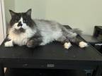 Adopt Sayed a Gray or Blue (Mostly) Persian (long coat) cat in Fairfax