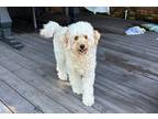 Adopt Parker a Tan/Yellow/Fawn - with White Goldendoodle / Mixed dog in Houston