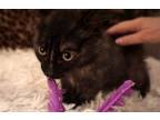 Adopt Lulu a Calico or Dilute Calico Calico (medium coat) cat in Spring
