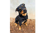 Adopt Sawyer a Black Rottweiler / Mixed dog in Carrollton, TX (41460992)