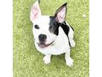 Adopt Bandit a White Mixed Breed (Medium) / Mixed dog in Lansing, MI (41456021)