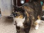 Adopt Sage a All Black Domestic Longhair / Domestic Shorthair / Mixed cat in