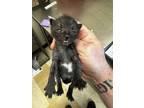 Adopt 55918221 a All Black Domestic Shorthair / Domestic Shorthair / Mixed cat