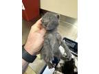 Adopt 55918242 a Gray or Blue Domestic Shorthair / Domestic Shorthair / Mixed