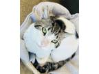 Adopt Ooshi (Cat Cafe) a White Domestic Shorthair / Domestic Shorthair / Mixed