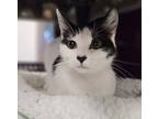 Adopt Mother Hubbard a White Domestic Shorthair / Domestic Shorthair / Mixed cat