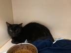 Adopt Lepold a All Black Domestic Shorthair / Domestic Shorthair / Mixed cat in