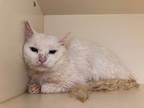 Adopt Button a White Domestic Shorthair / Domestic Shorthair / Mixed cat in