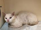 Adopt Kingston a White Domestic Shorthair / Domestic Shorthair / Mixed cat in