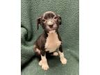 Adopt Ezra a Black Mixed Breed (Medium) / Mixed dog in Gainesville