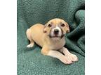 Adopt Goldie a Tan/Yellow/Fawn Mixed Breed (Medium) / Mixed dog in Gainesville