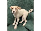 Adopt Cordelia a Tan/Yellow/Fawn Mixed Breed (Medium) / Mixed dog in