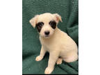 Adopt Panda a White Mixed Breed (Medium) / Mixed dog in Gainesville