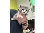 Adopt Landon a Gray or Blue Domestic Mediumhair / Mixed Breed (Medium) / Mixed