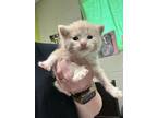 Adopt Lorenzo a Cream or Ivory Domestic Mediumhair / Domestic Shorthair / Mixed