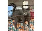 Adopt Cream Cheese a Gray or Blue Russian Blue / Domestic Shorthair / Mixed cat