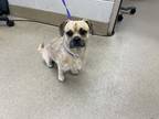Adopt 55918153 a Tan/Yellow/Fawn Brussels Griffon / Mixed dog in Farmers Branch