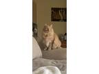 Adopt Leonard (Leo) a Orange or Red Tabby Tabby / Mixed (medium coat) cat in
