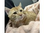 Adopt Cheddar a Domestic Shorthair / Mixed cat in Sheboygan, WI (41460968)