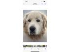 Adopt Sumo a Tan/Yellow/Fawn Great Pyrenees / Golden Retriever / Mixed dog in