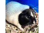 Adopt Miss Scarlett a Guinea Pig small animal in Des Moines, IA (41460962)