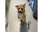 Adopt Dude a Shepherd (Unknown Type) / Mixed dog in Des Moines, IA (41460959)