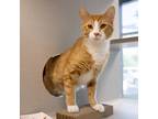 Adopt Beauregard -- Bonded Buddy With Ambrose a Domestic Shorthair / Mixed cat
