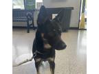 Adopt Kyla a Australian Kelpie / Mixed dog in Des Moines, IA (41460954)