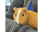 Adopt Duva a Guinea Pig small animal in Des Moines, IA (41460952)