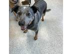 Adopt Baxter a Australian Cattle Dog / Mixed dog in Des Moines, IA (41460949)