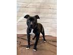 Adopt GARNER a Pit Bull Terrier