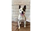 Adopt PRETZEL a Pit Bull Terrier, Mixed Breed