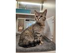 Adopt Hanfa a Domestic Shorthair / Mixed cat in Lincoln, NE (41460935)